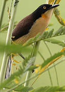 Black-capped Donacobius