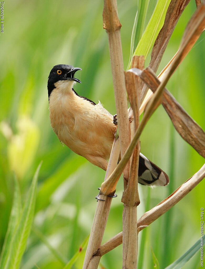 Black-capped Donacobius