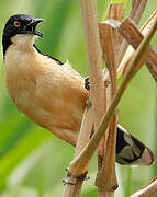 Black-capped Donacobius