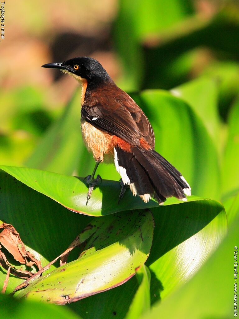 Black-capped Donacobius