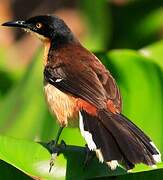 Black-capped Donacobius