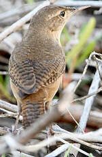 Troglodyte austral