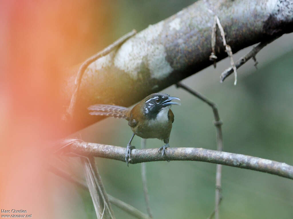 Troglodyte corayaadulte, identification