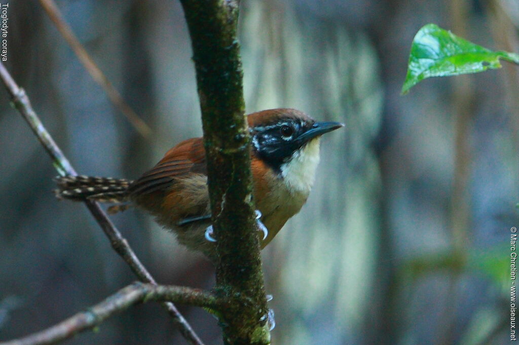 Coraya Wren