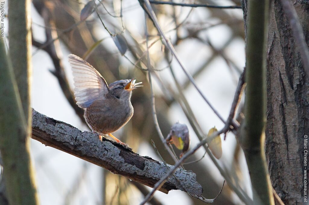 Eurasian Wren male adult