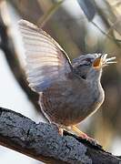 Eurasian Wren