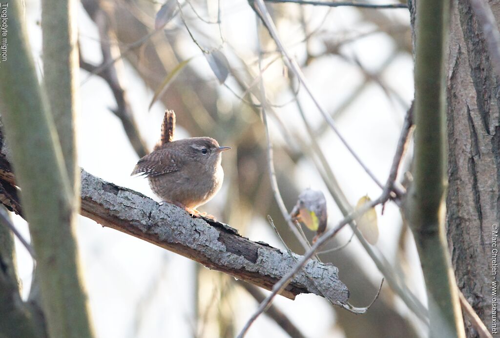 Eurasian Wren male adult