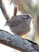 Eurasian Wren