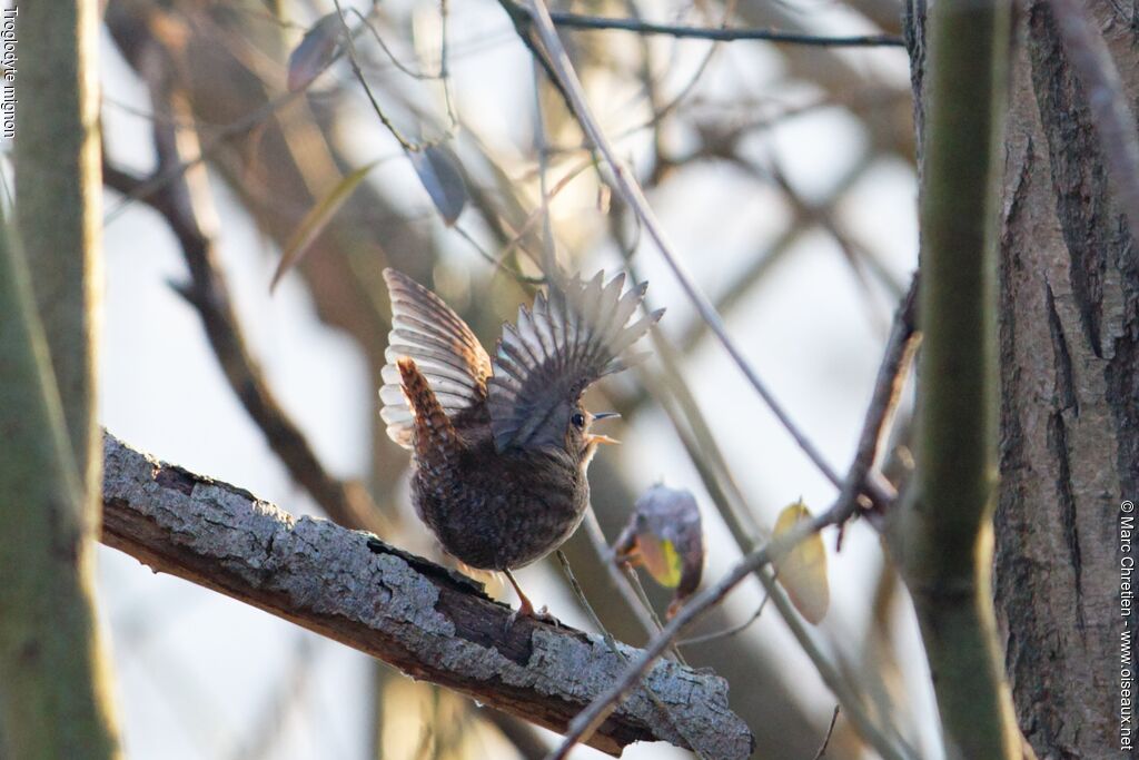 Eurasian Wren male adult