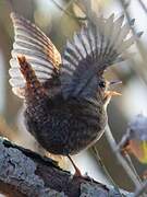 Eurasian Wren