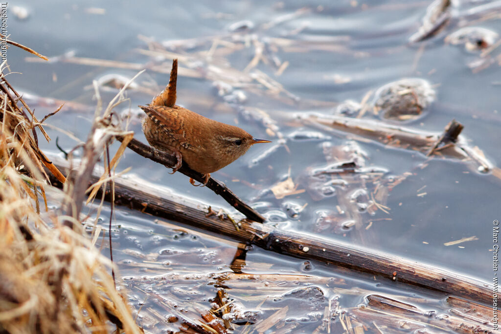 Eurasian Wren