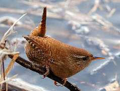 Eurasian Wren