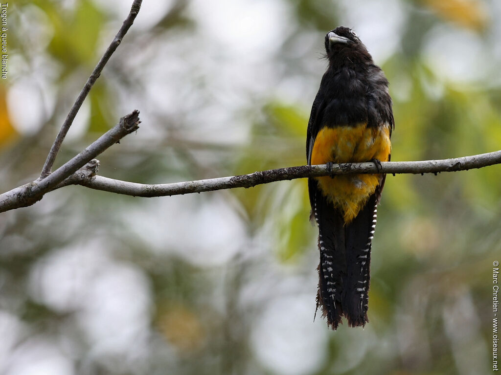 Green-backed Trogon