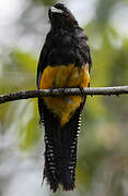 Green-backed Trogon