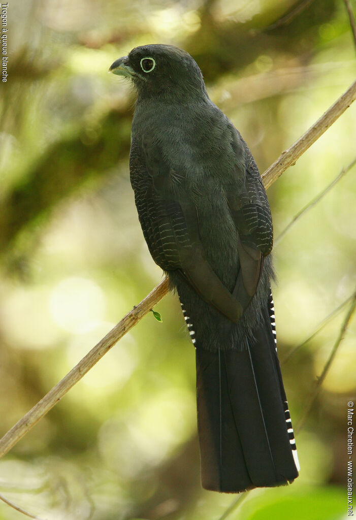 Trogon à queue blanche femelle