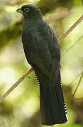 Trogon à queue blanche