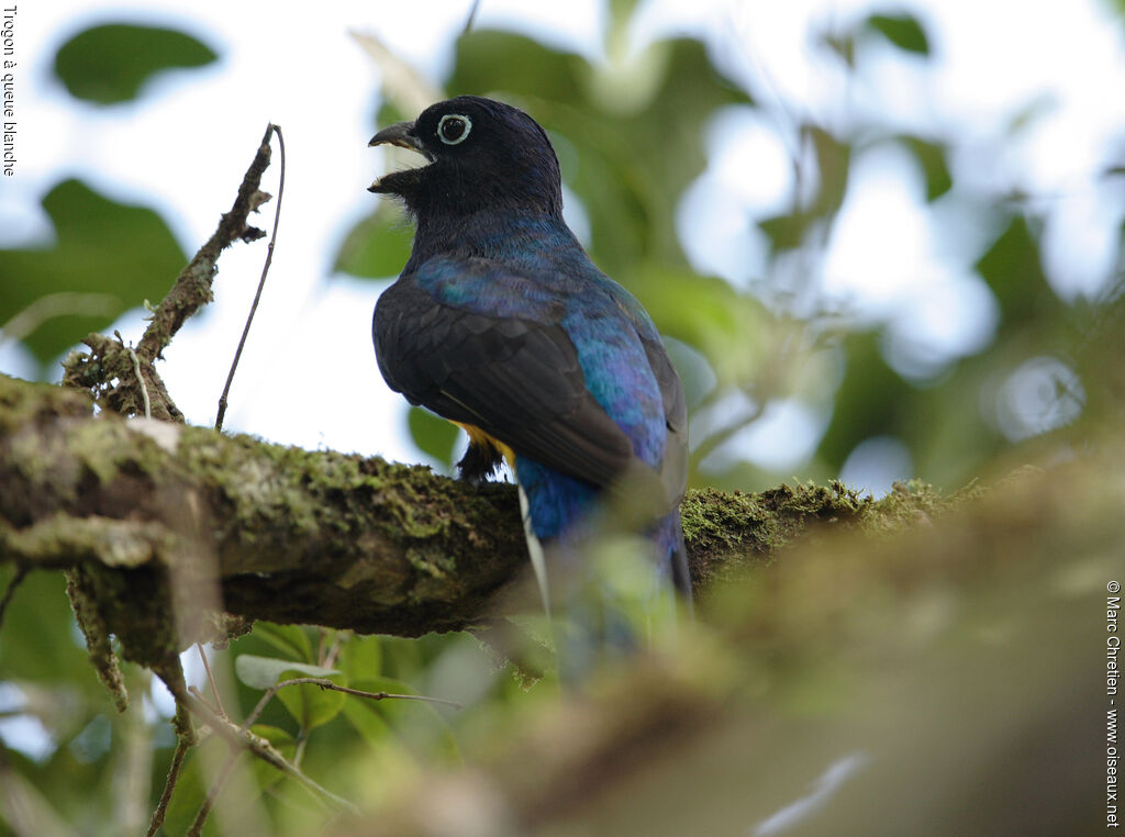 Trogon à queue blanche mâle