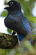 Trogon à queue blanche