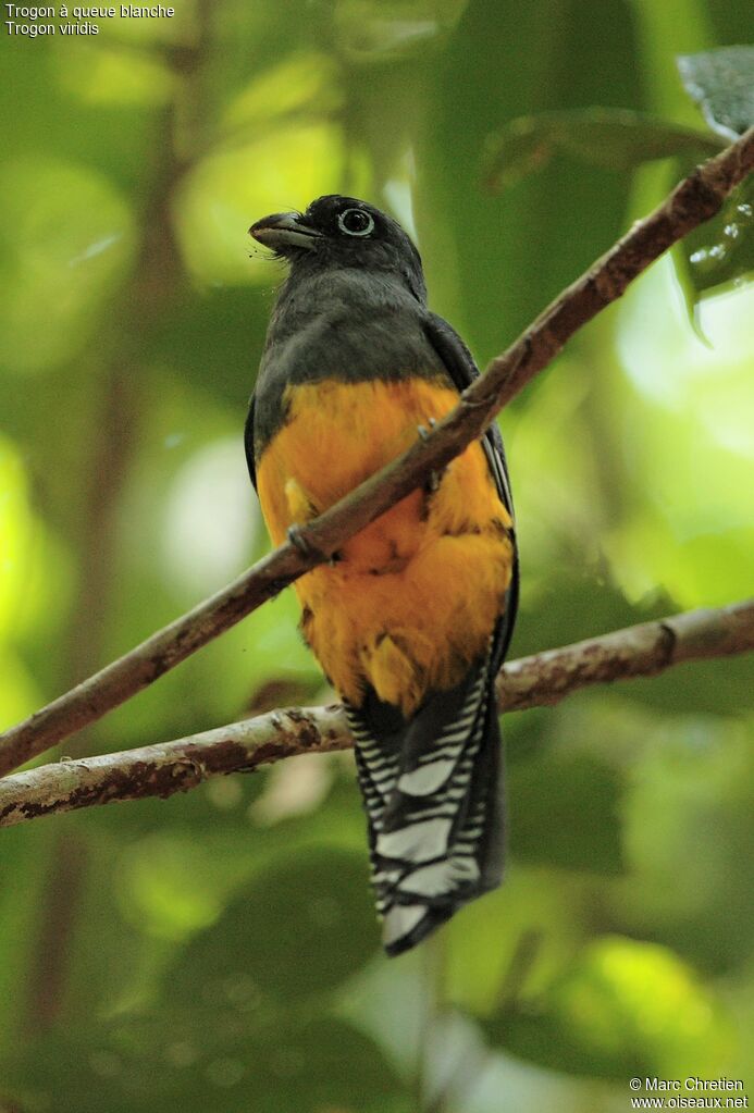 Green-backed Trogon female