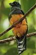 Trogon à queue blanche