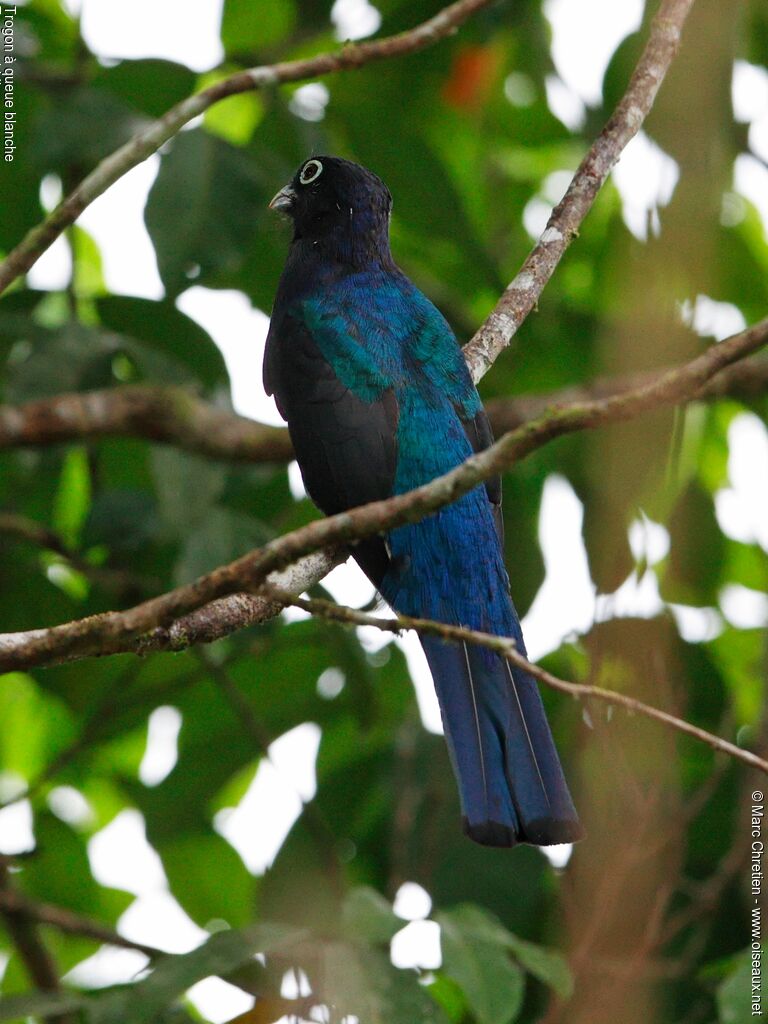 Green-backed Trogon male adult