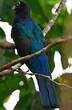 Trogon à queue blanche