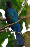 Trogon à queue blanche