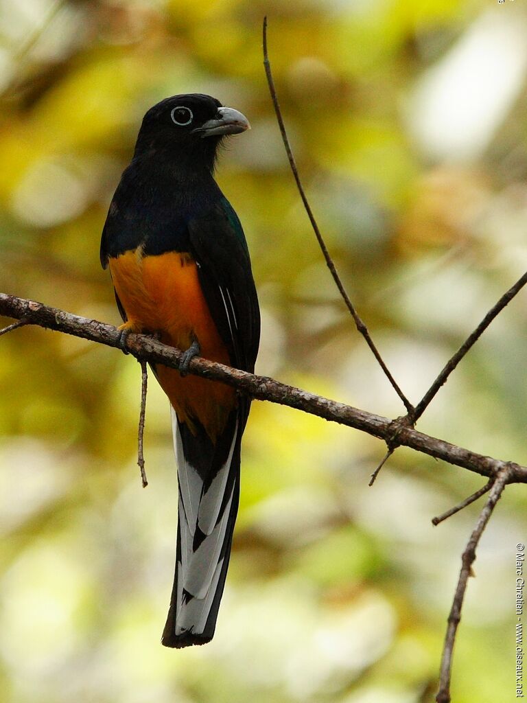 Trogon à queue blanche mâle adulte