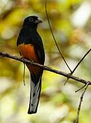 Green-backed Trogon