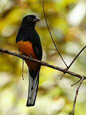 Trogon à queue blanche