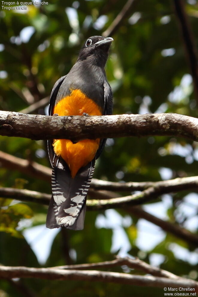 Trogon à queue blanche