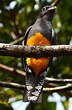 Trogon à queue blanche