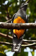 Green-backed Trogon