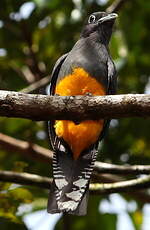 Trogon à queue blanche