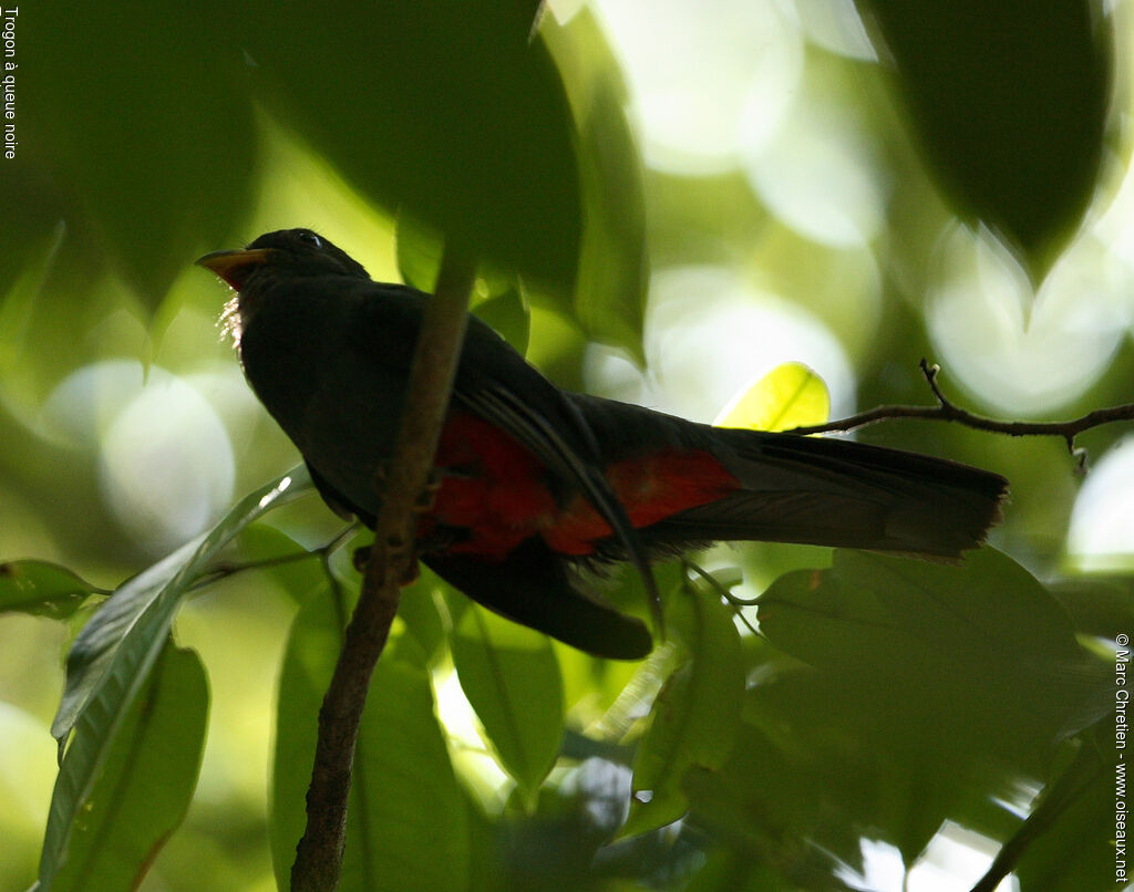 Trogon à queue noire femelle