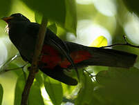 Trogon à queue noire