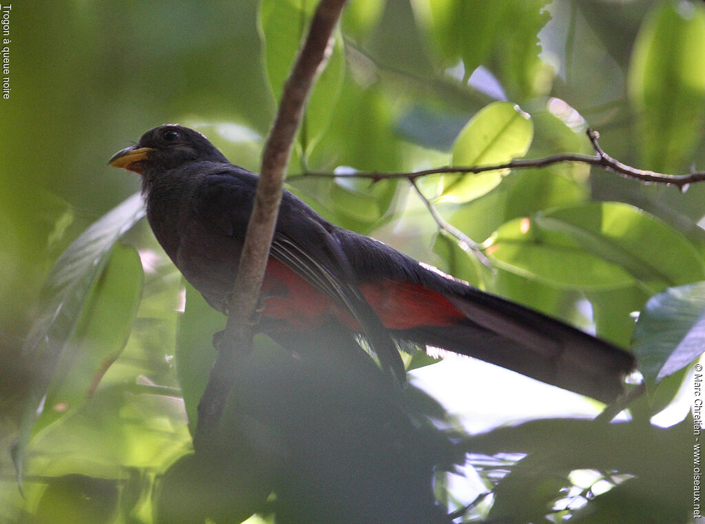 Black-tailed Trogon female