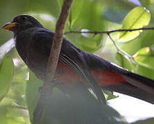 Trogon à queue noire