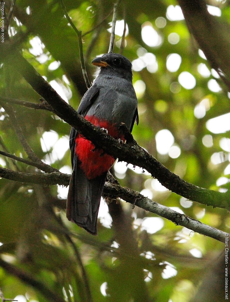 Black-tailed Trogon female adult