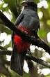 Trogon à queue noire