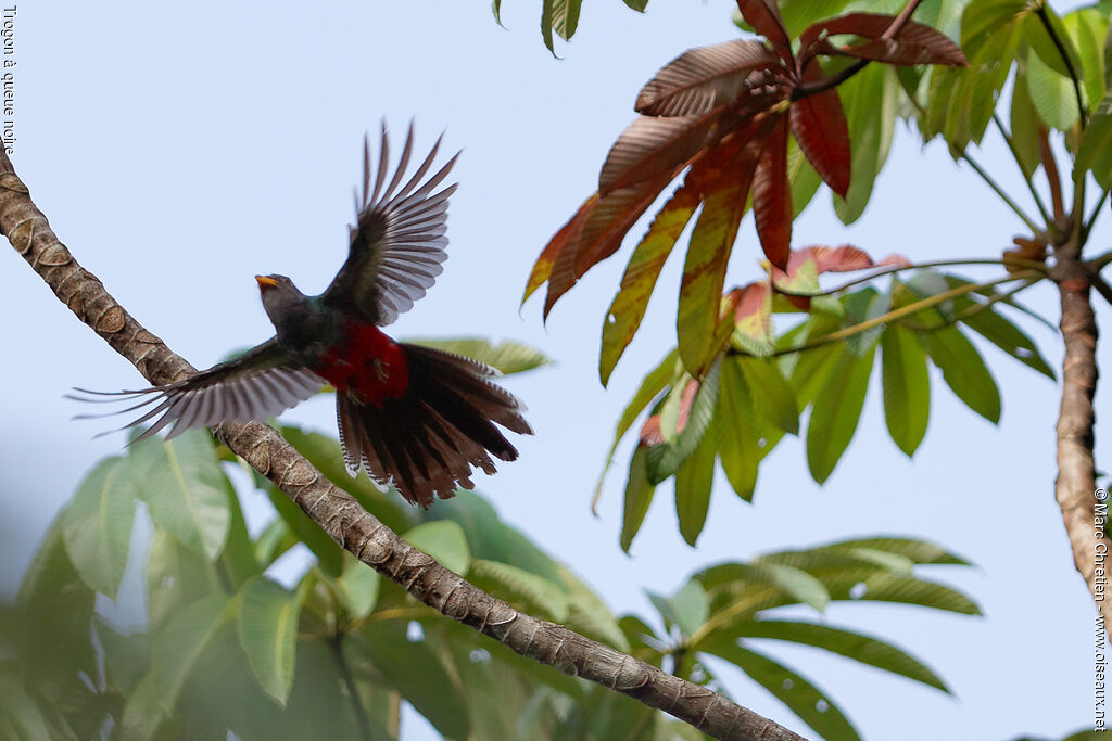 Black-tailed Trogon, Flight