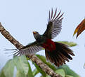 Trogon à queue noire