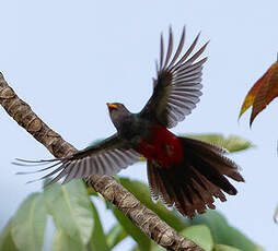 Trogon à queue noire