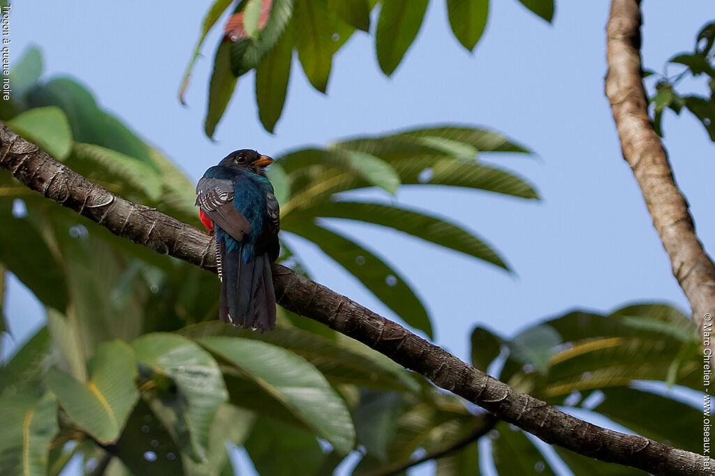 Trogon à queue noire mâle adulte