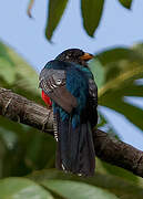 Trogon à queue noire