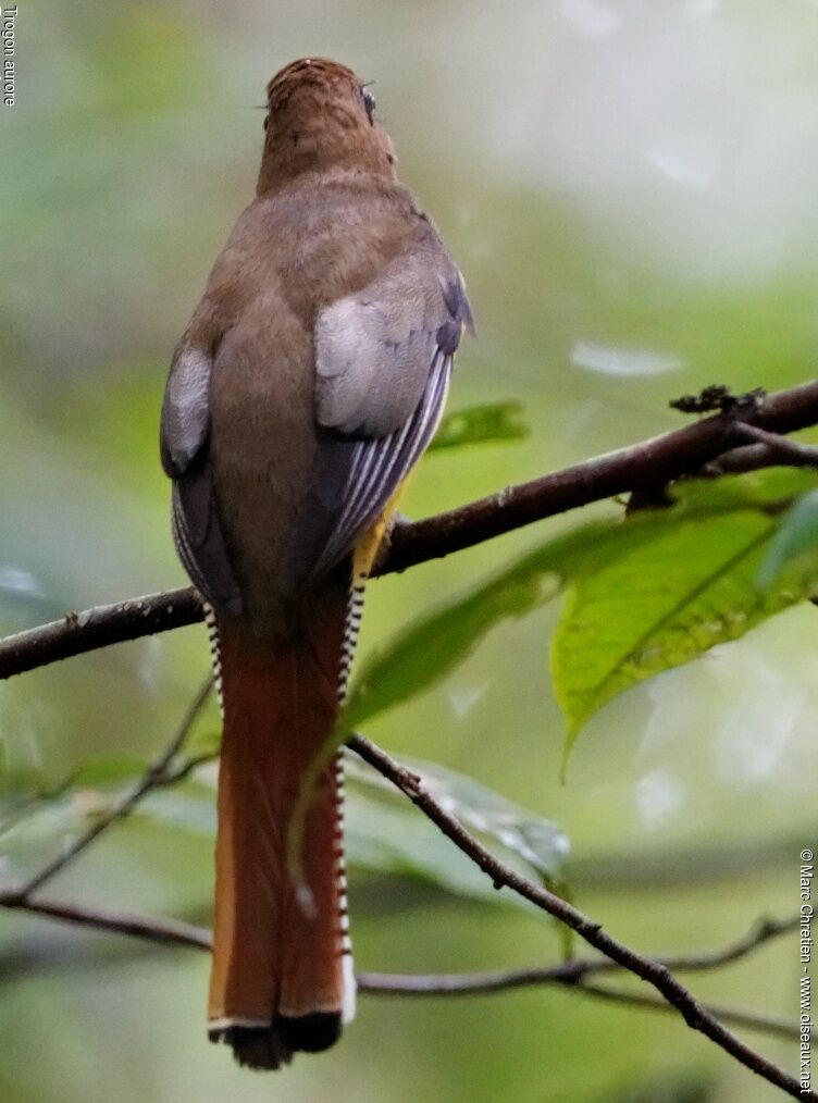 Amazonian Black-throated Trogon male adult