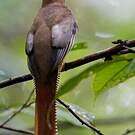 Trogon aurore