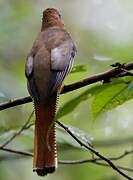 Amazonian Black-throated Trogon