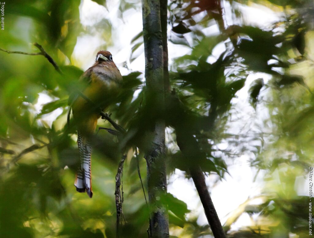 Trogon aurore