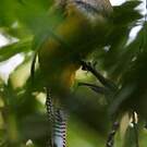 Trogon aurore